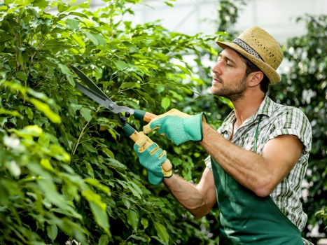 Safety measures during tree removal in Barnet